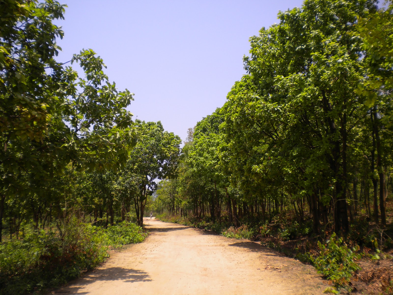 baranti palashbari palashbari