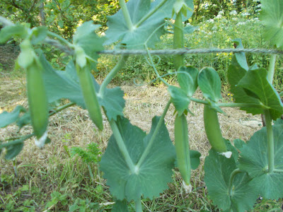 Peas ready for picking 80 Minute Allotment Green Fingered Blog
