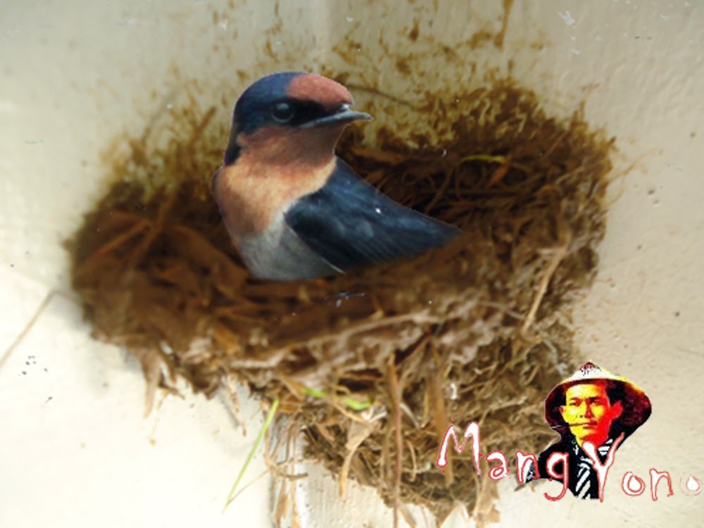 Artikel Cara Mengusir Burung Sriti Di Rumah HBS Blog Artikel Cara Mengusir Burung Sriti Di Rumah HBS Blog