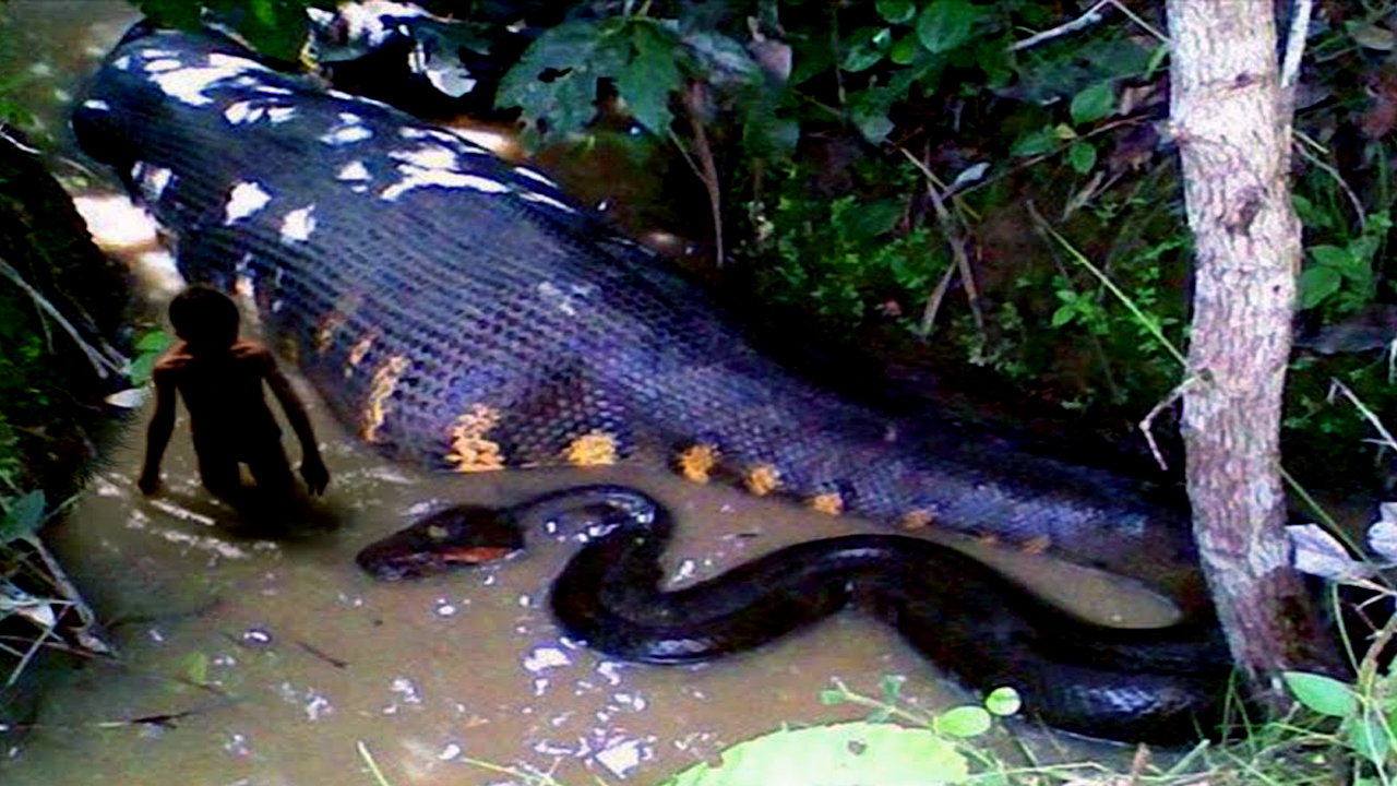 Слеза анаконды рассказ. Амазонка змеи Анаконда. Река Амазонка змея Анаконда. Анаконда в Амазонке.