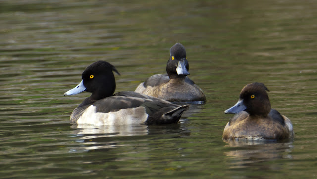 ニューヨークファッションウィークでは黒に代わってネイビーブルーが登場