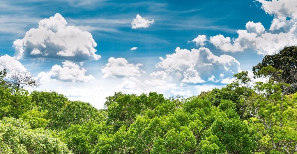 73 Million Trees Will Be Planted In The Most Extensive Reforestation Project Ever 73 Million Trees Will Be Planted In The Most Extensive Reforestation Project Ever