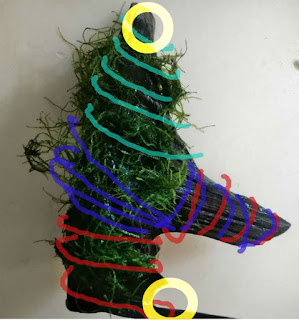 ウィローモスを活着させるため釣り糸で巻く順番