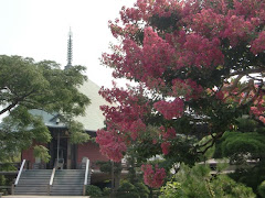 本覚寺のサルスベリ