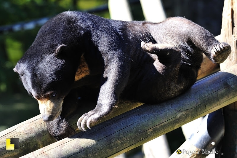 ours malais parc zoologique de saint martin la plaine photo Pascal Blachier
