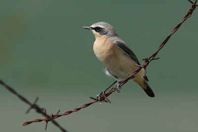 Còlit gris (Oenanthe oenanthe)