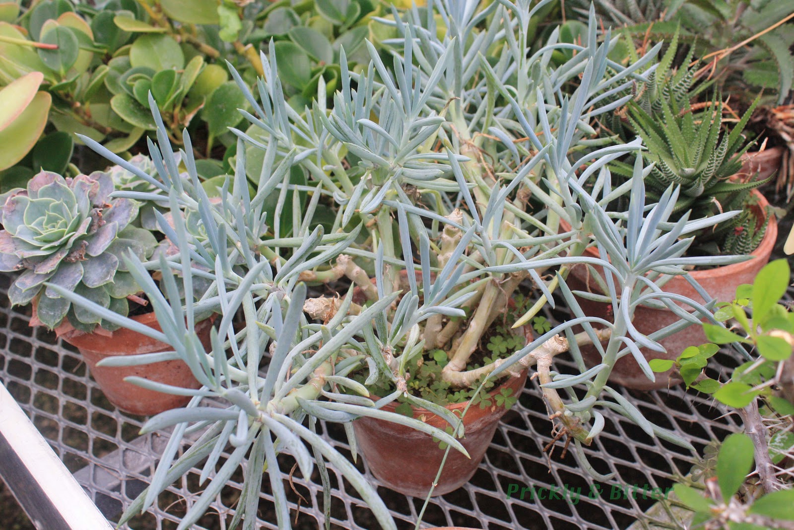 Prickly And Bitter What Is The Proper Name For This Plant 