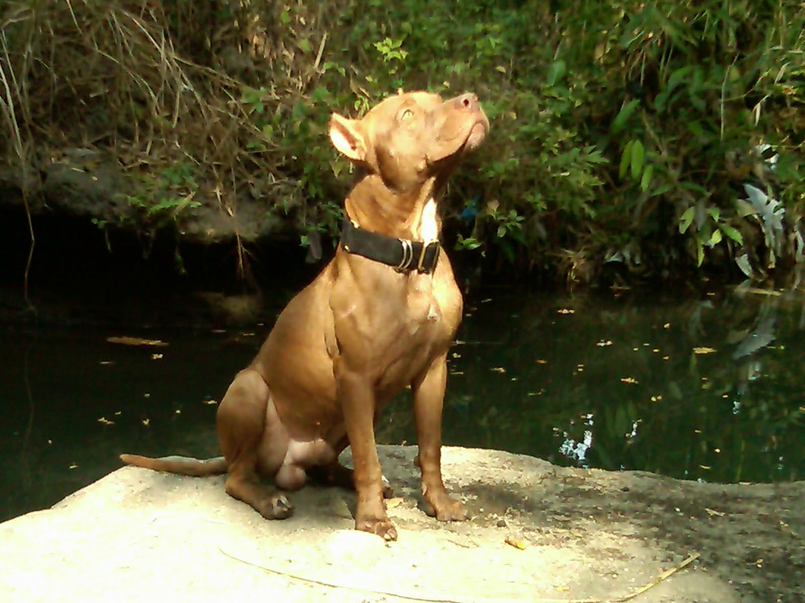pitbull south borneo: sejarah american pitbull terrier (APBT)