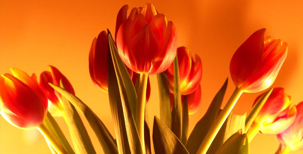 Free Themes: Beautiful Tulips Header Images