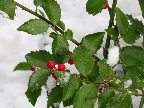 holly and snow