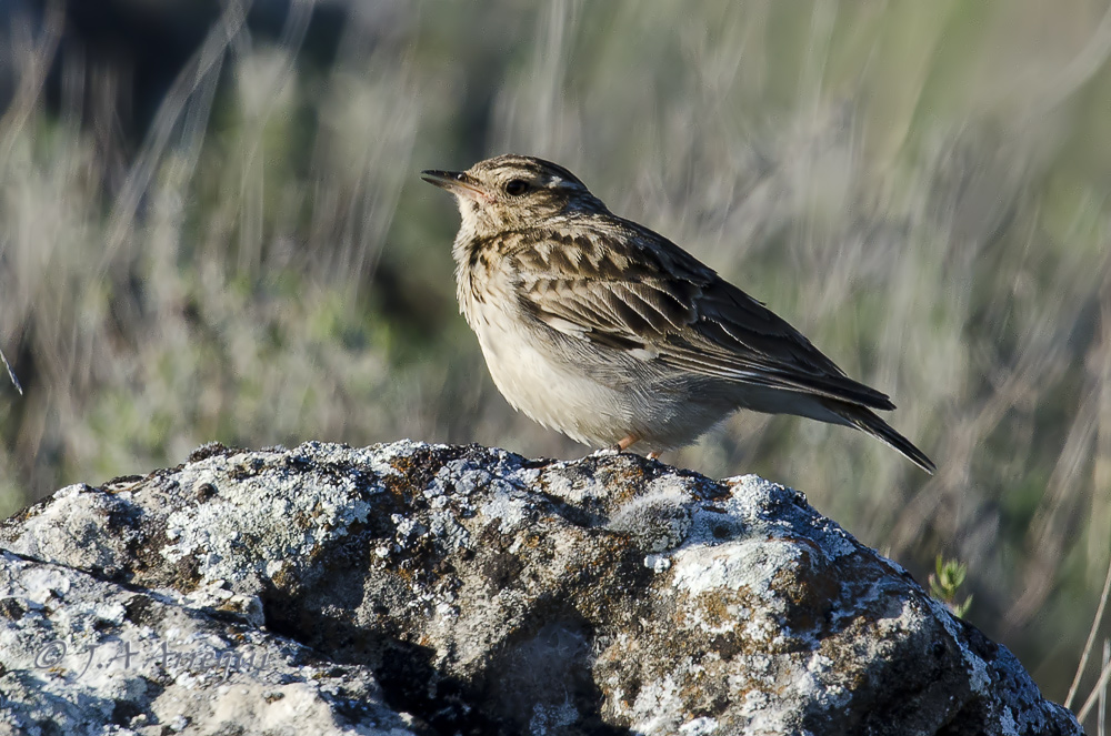 Totovia, Lullula arborea, Woodlark Totovia, Lullula arborea, Woodlark