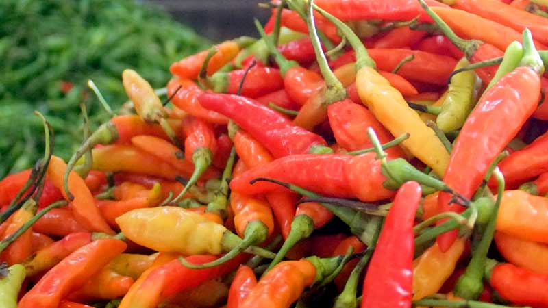 cabe rawit genie panen