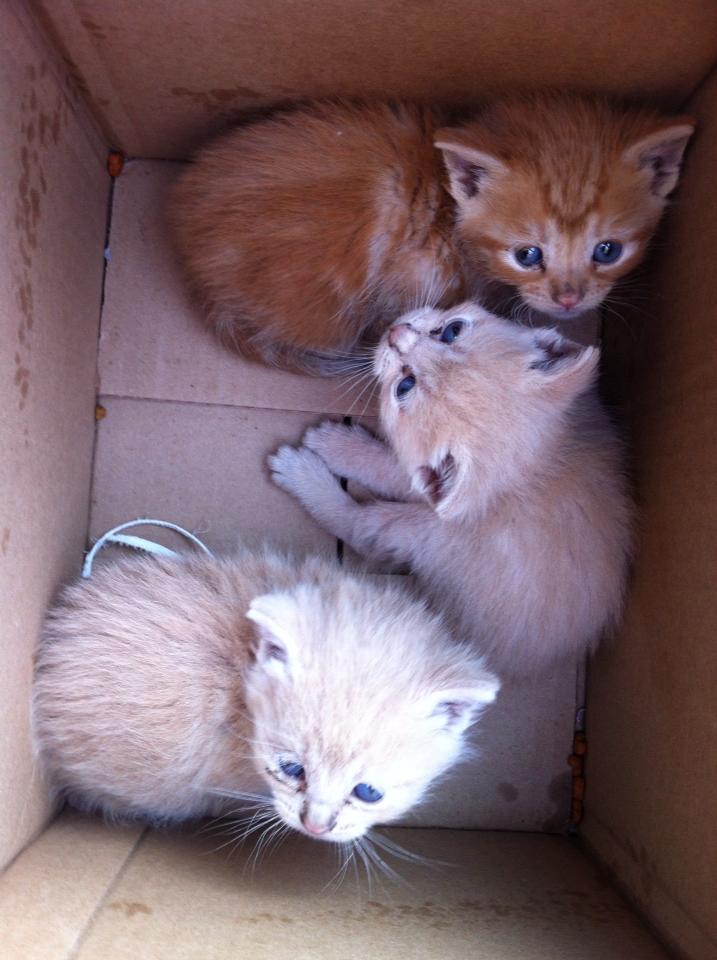 Hyde Park Cats | TNR: Kittens in a box