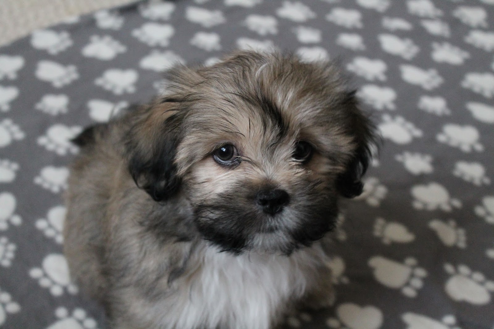 Grooming a Lhasa Apso Paws across Britain