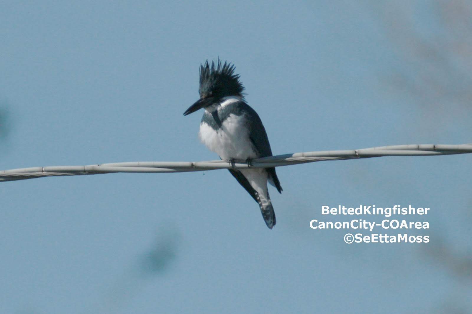 Diving Belted Kingfisher
