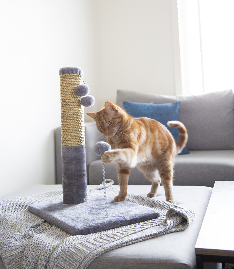 Happy Tails launches pet accessories collection at Bunnings Warehouse