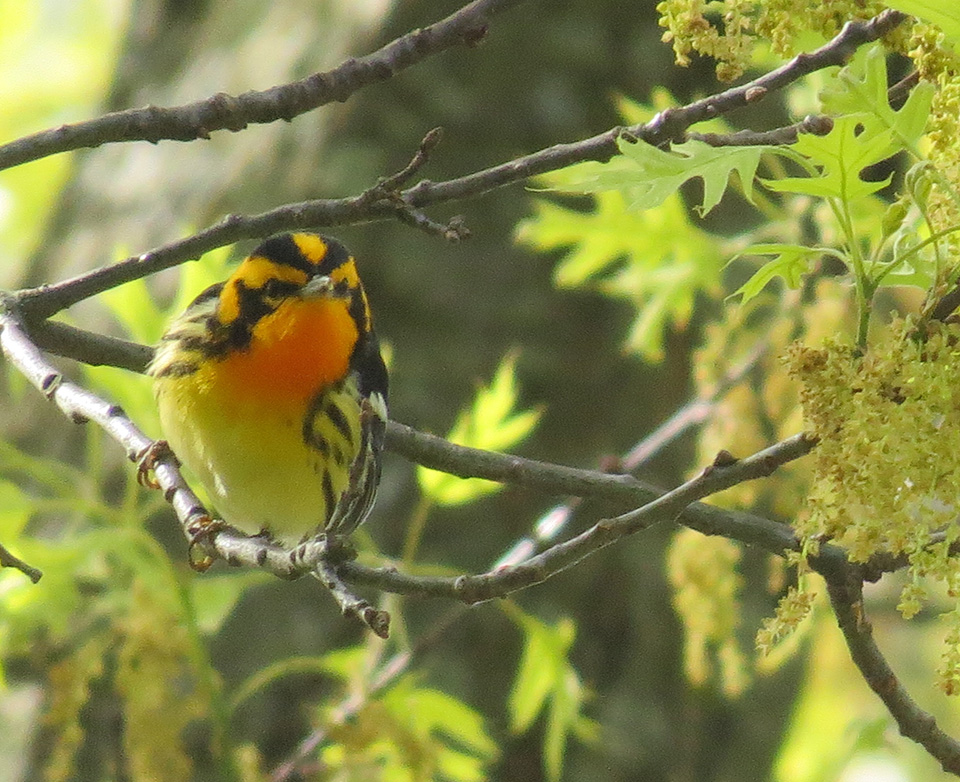 STOKES BIRDING BLOG Mt. Auburn Cemetery Birding Hotspot!!