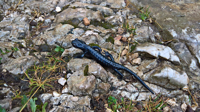 Salamandra atra – Alpine Salamander (Salamandra nera).