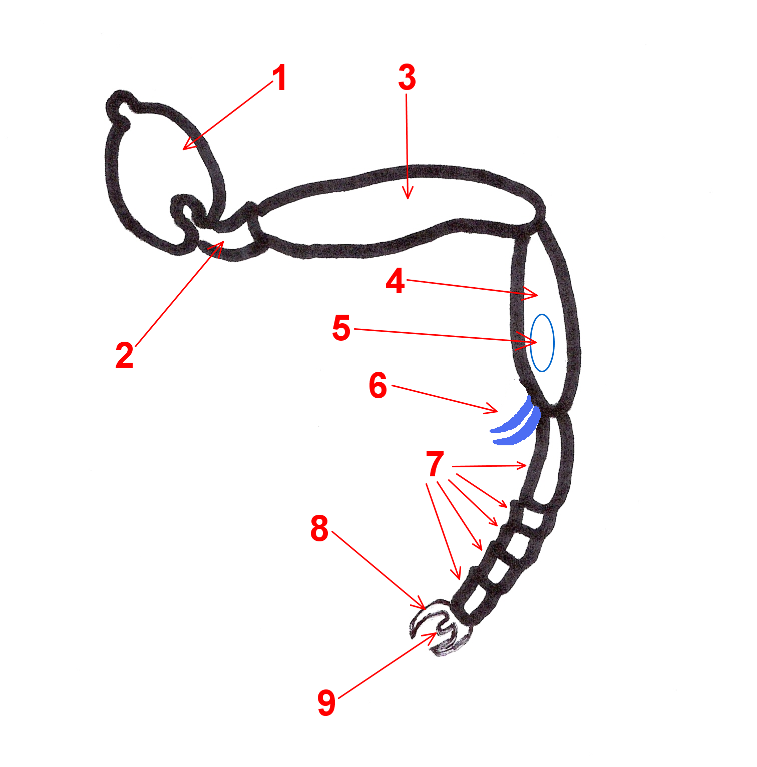 Hormigas Amarillas Anatomía general de las hormigas (5) Patas. Hormigas Amarillas Anatomía general de las hormigas (5) Patas.