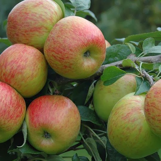 https://www.treesandplants.co.uk/products/Braeburn-Apple-Trees.html