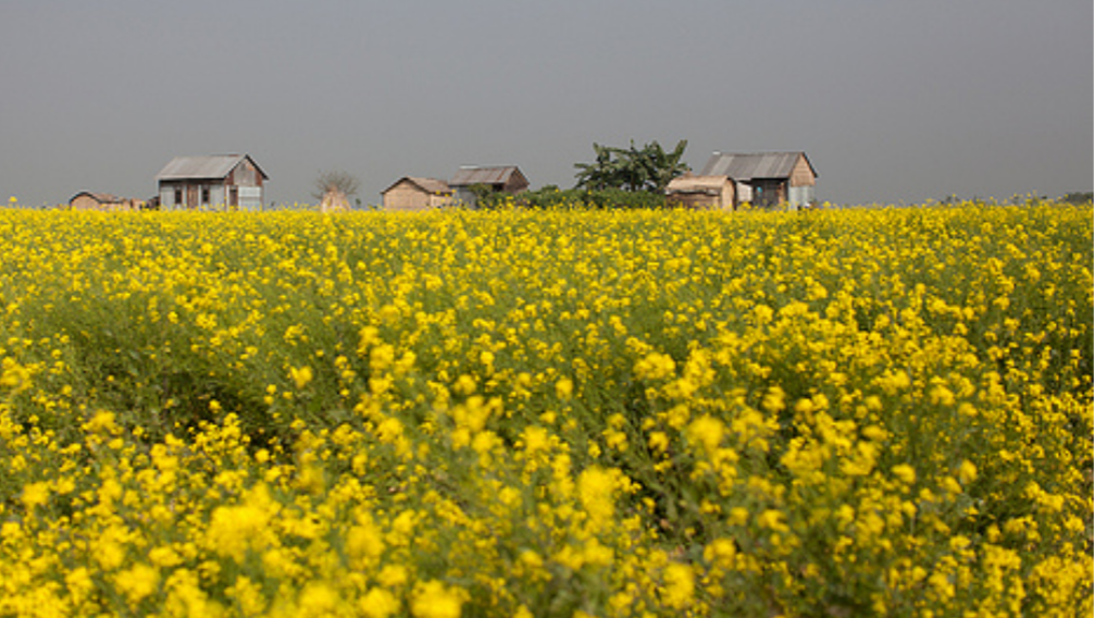 Jhitka Mustard Field The Beautiful Place In Bangladesh