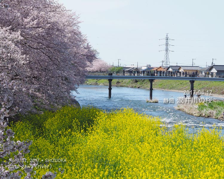 ずっと行きたかった！潤井川（富士宮）の桜