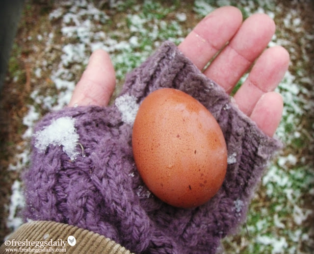How Do I Keep my Chicken Eggs from Freezing? Fresh Eggs Daily®