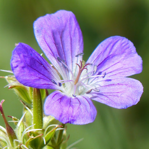 http://wild-flowers-of-europe.blogspot.nl/2014/10/geranium-sylvaticum.html