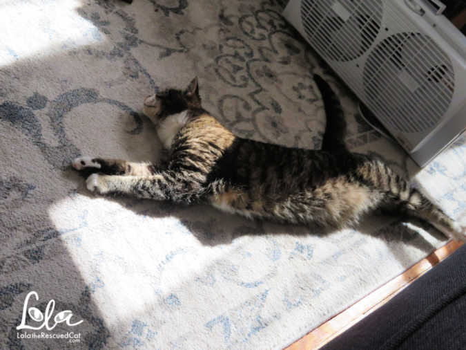tabby cat in a sun puddle