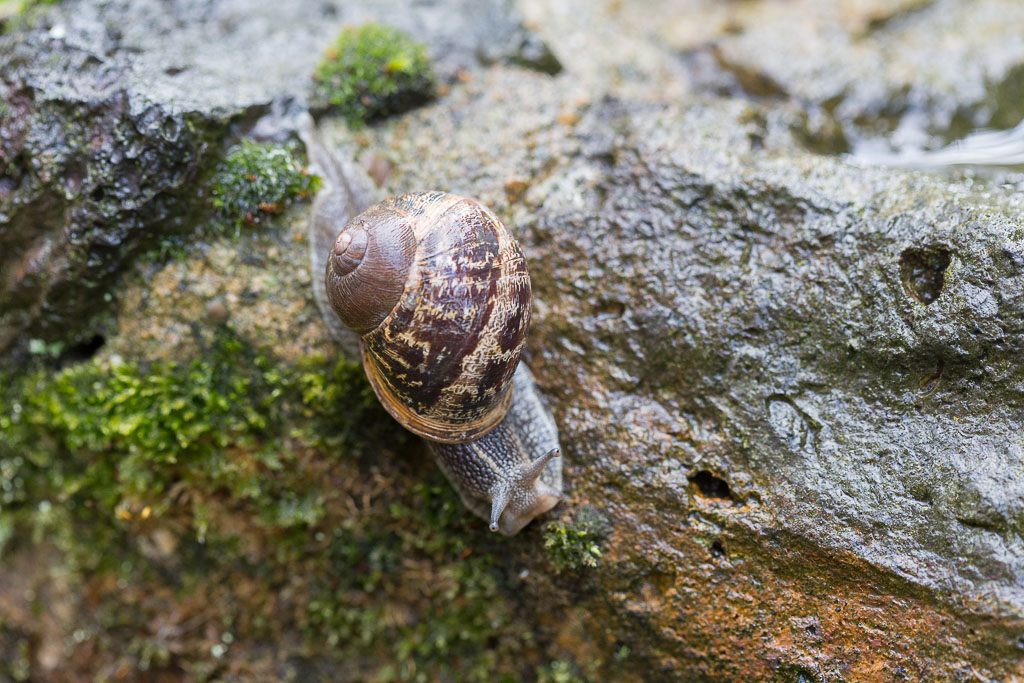 snail eyes snail eyes