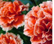 Carnation flower gallery 4