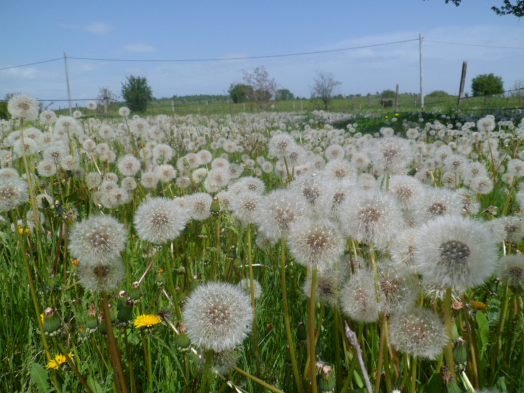 Annie in the garden A dandelion Story