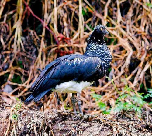 Birds of South America - Photo of Horned screamer - Anhima cornuta