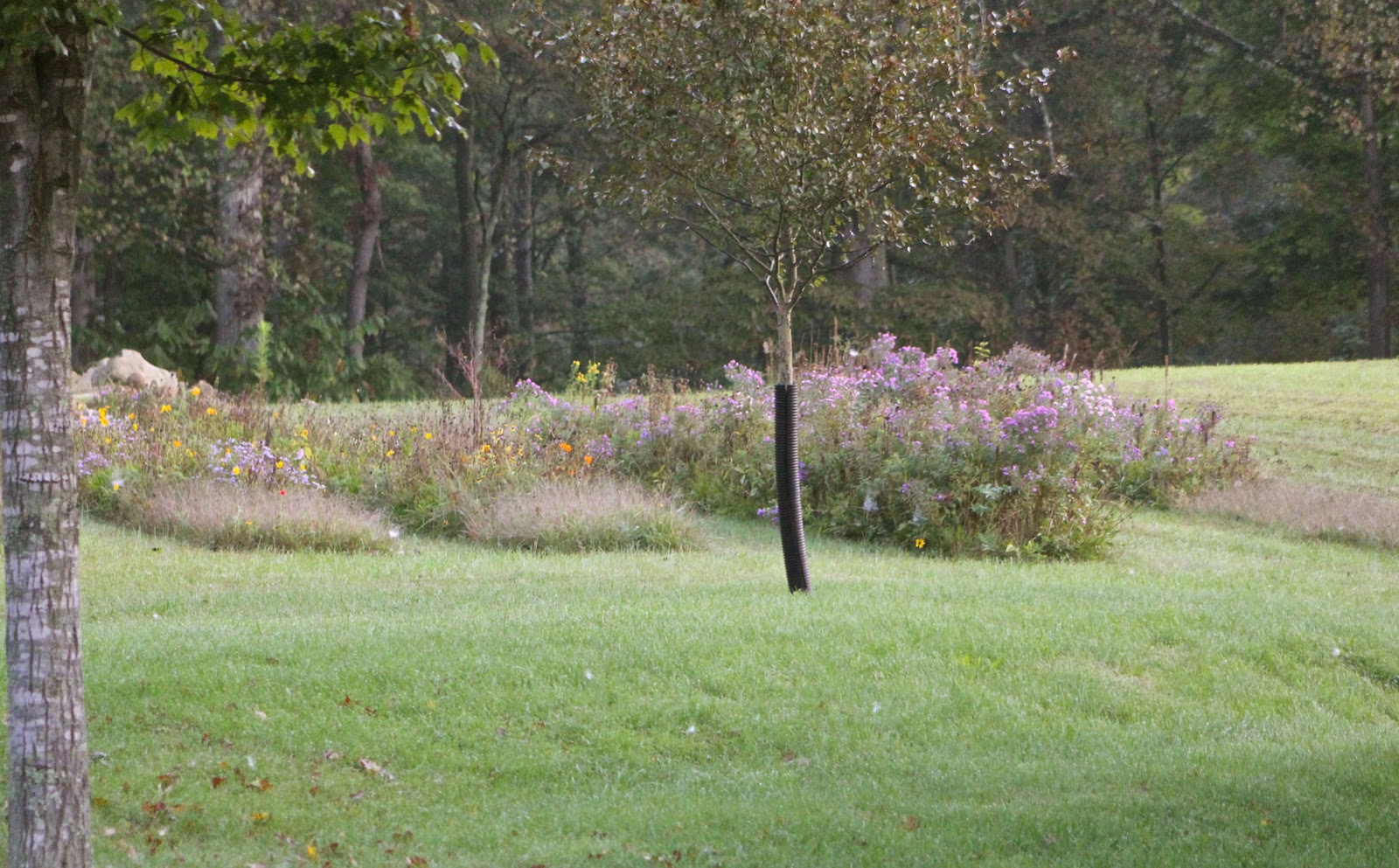 Beyond My Garden Late Summer in the Wildflower Patch
