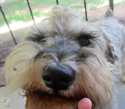 Dibble eating a Full Moon Chicken Fillet Dog Treat