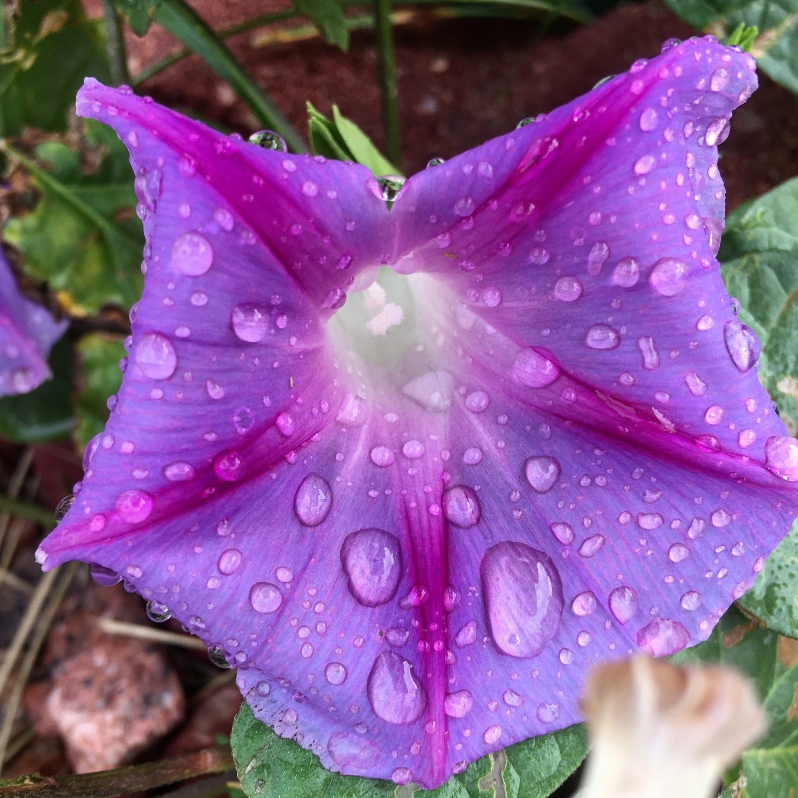 Truth, Beauty, Freedom, and Books Sunday Snapshot for the Second Week