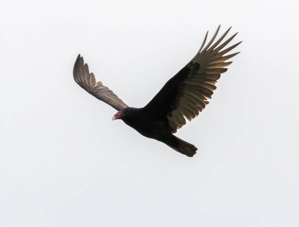T & L Adventures Nature’s Cleanup Crew for Red Tide Egmont Key NWR