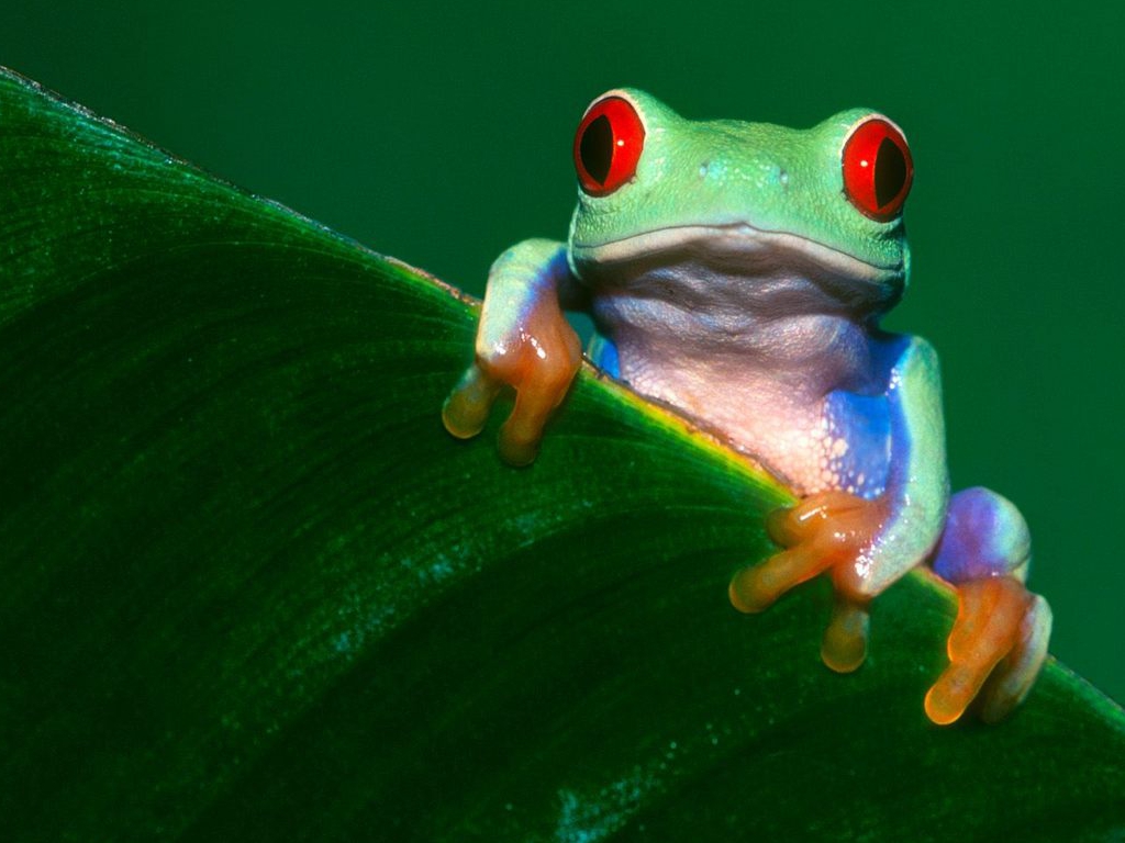 Free High Definition Wallpapers Colorful Frog Wallpapers HD Wallpapers Download Free Map Images Wallpaper [wallpaper376.blogspot.com]