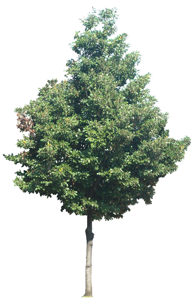 Tropical Plant Pictures: May 2012