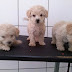 Esteio da Fazenda e Mundo Pet vende lindos filhotes de cães, em Mairi