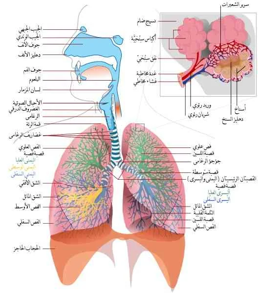 respiratory-system-breathing-الجهاز-التنفسي-التنفس