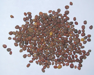 Raddish Seeds, علاج البهاق الابيض, بذور الفجل وعلاج البهاق, علاج البهاق بالاعشاب