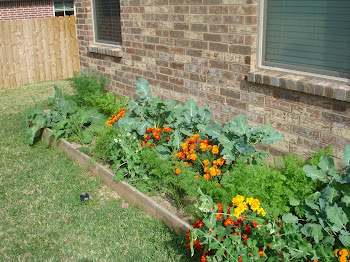 Polyculture Garden Fall 2011