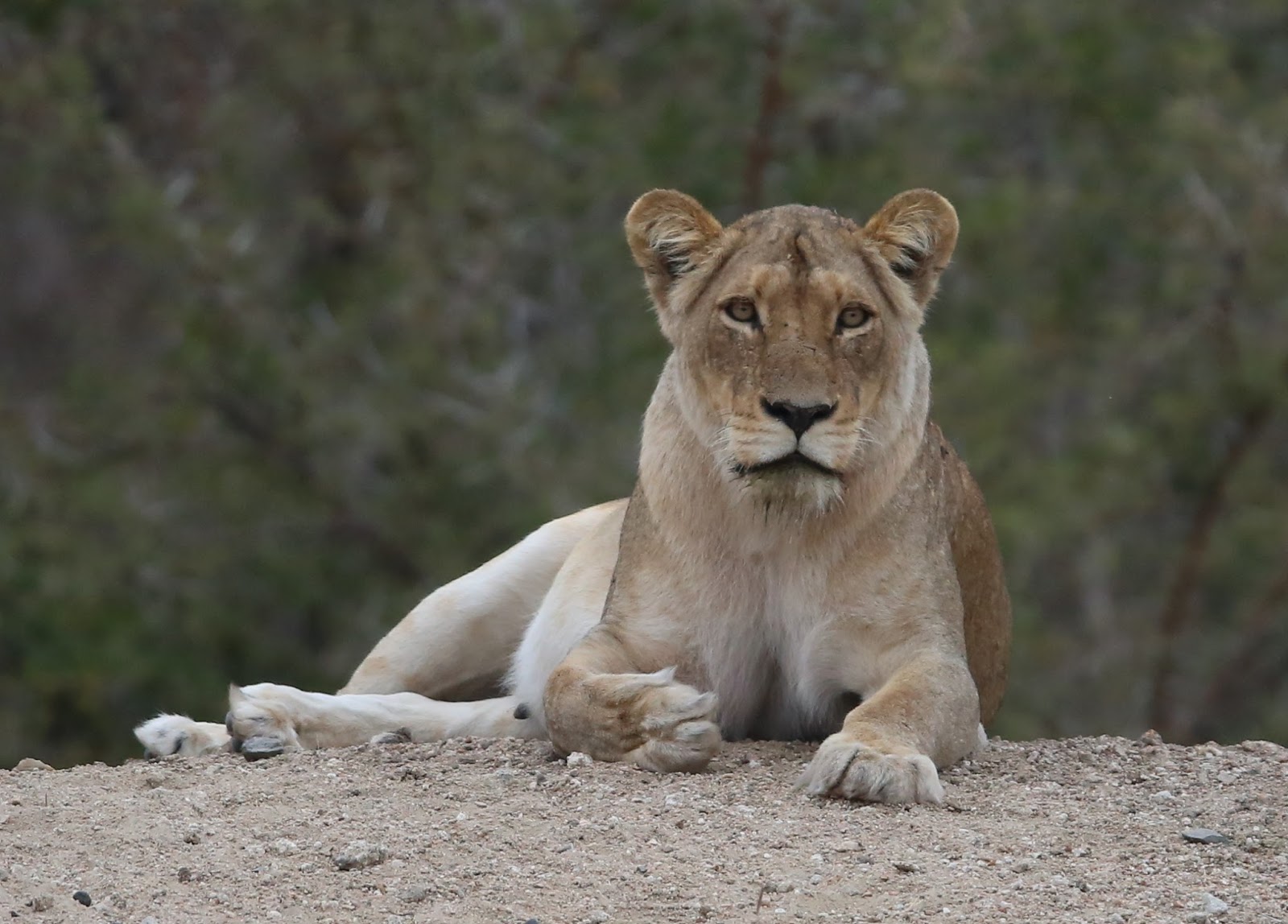What do lions eat image