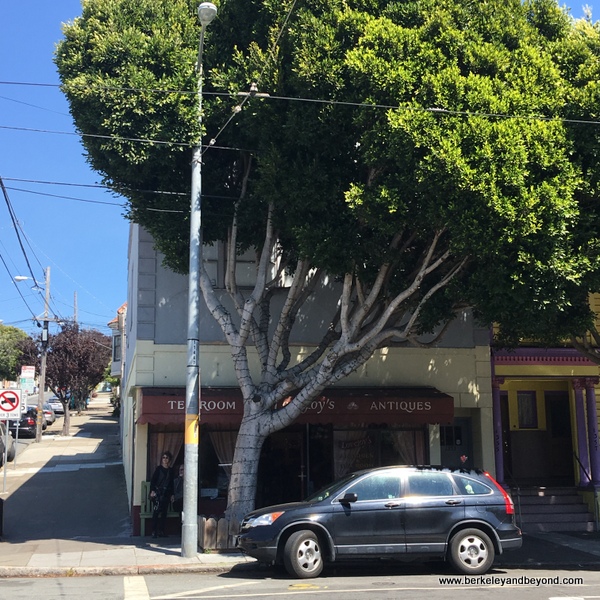 Weekend Adventures Update San Francisco Lovejoy’s Tea Room + Lovejoy