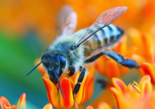 Νέα μελέτη υποδεικνύει τα φυτοφάρμακα ως τους «ενόχους» για τη μαζική εξόντωση των μελισσών