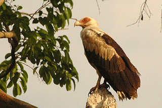 Gypohierax angolensis alışılmadık frugivorous atmacası