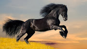 Black Horse HD