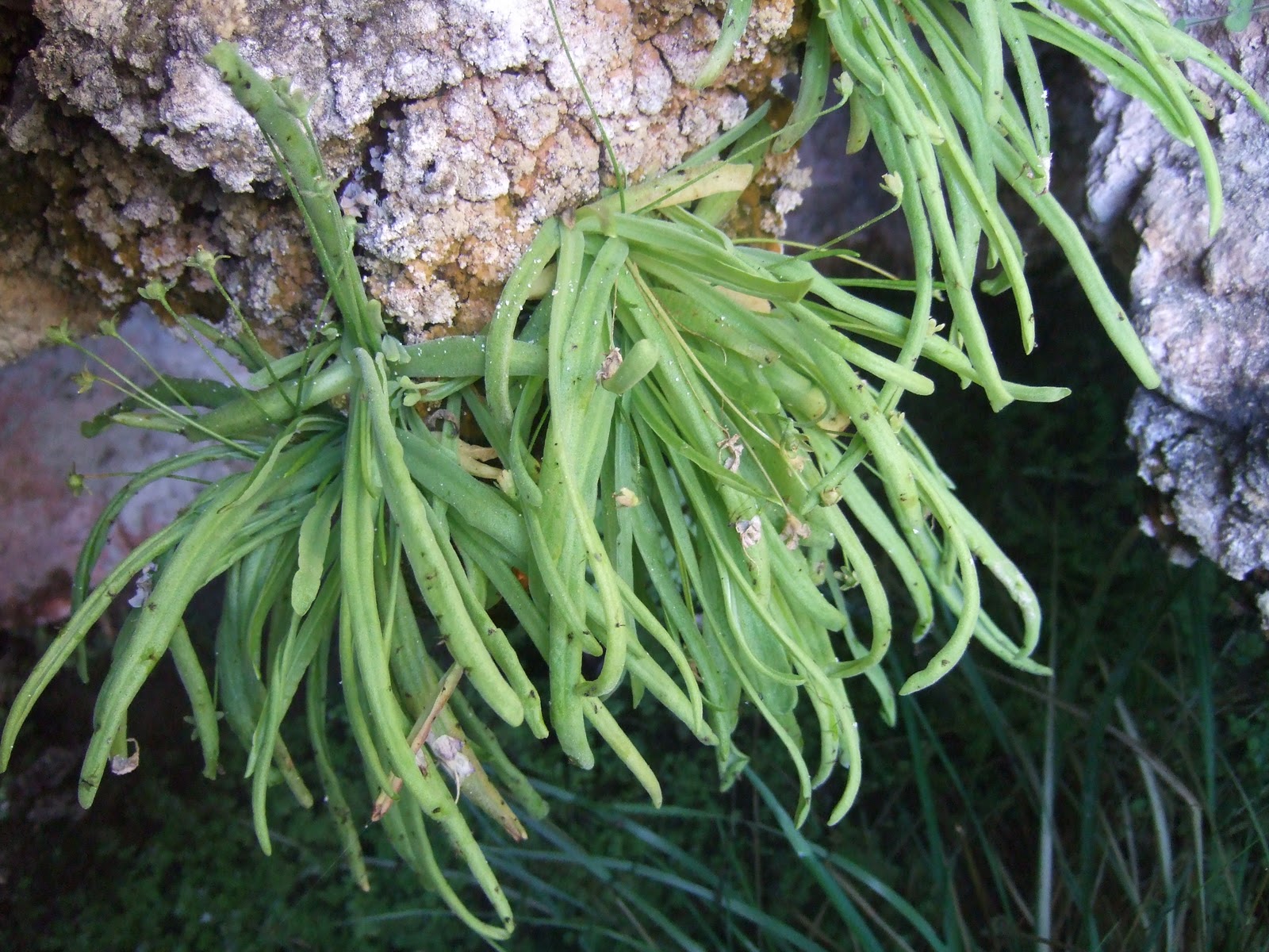 Ca Lherbolari Alzira La Grasseta PingÜicula Vallisnerifolia 