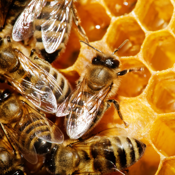 beneficios de la miel de abeja jalea real y propoleo beneficios de la miel de abeja jalea real y propoleo